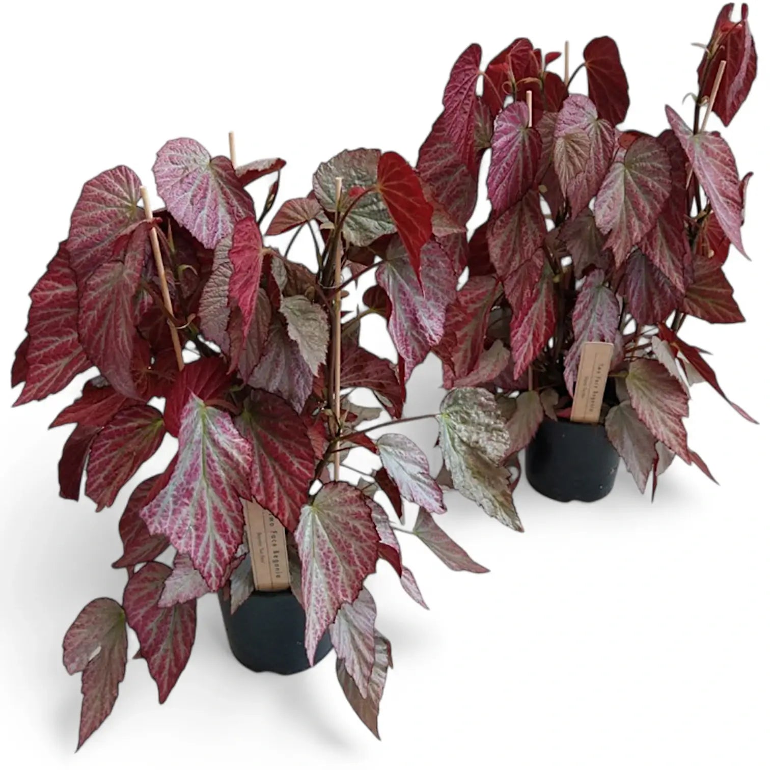 Begonia 'Two Face' potted houseplant in nursery pot on white background, product photo 4.