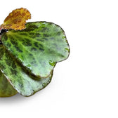 Begonia blancii (mottled form) – Blattdetail vor weißem Hintergrund..