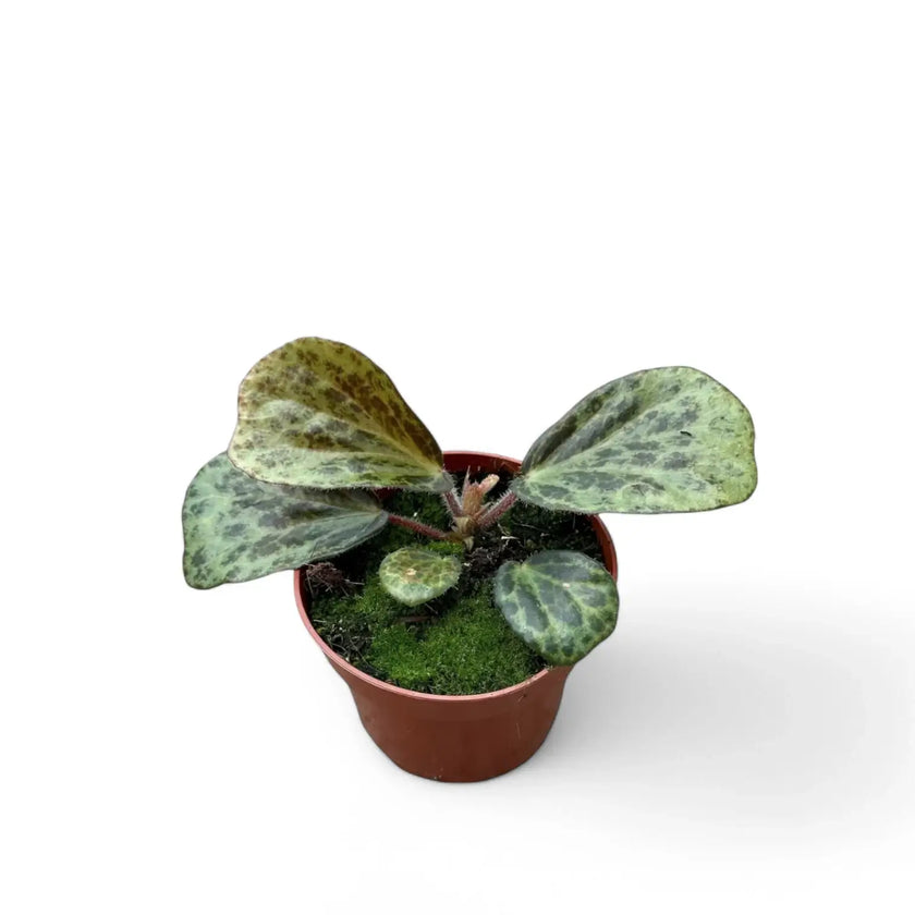 Begonia blancii (mottled form) potted houseplant in nursery pot on white background, product photo 2.