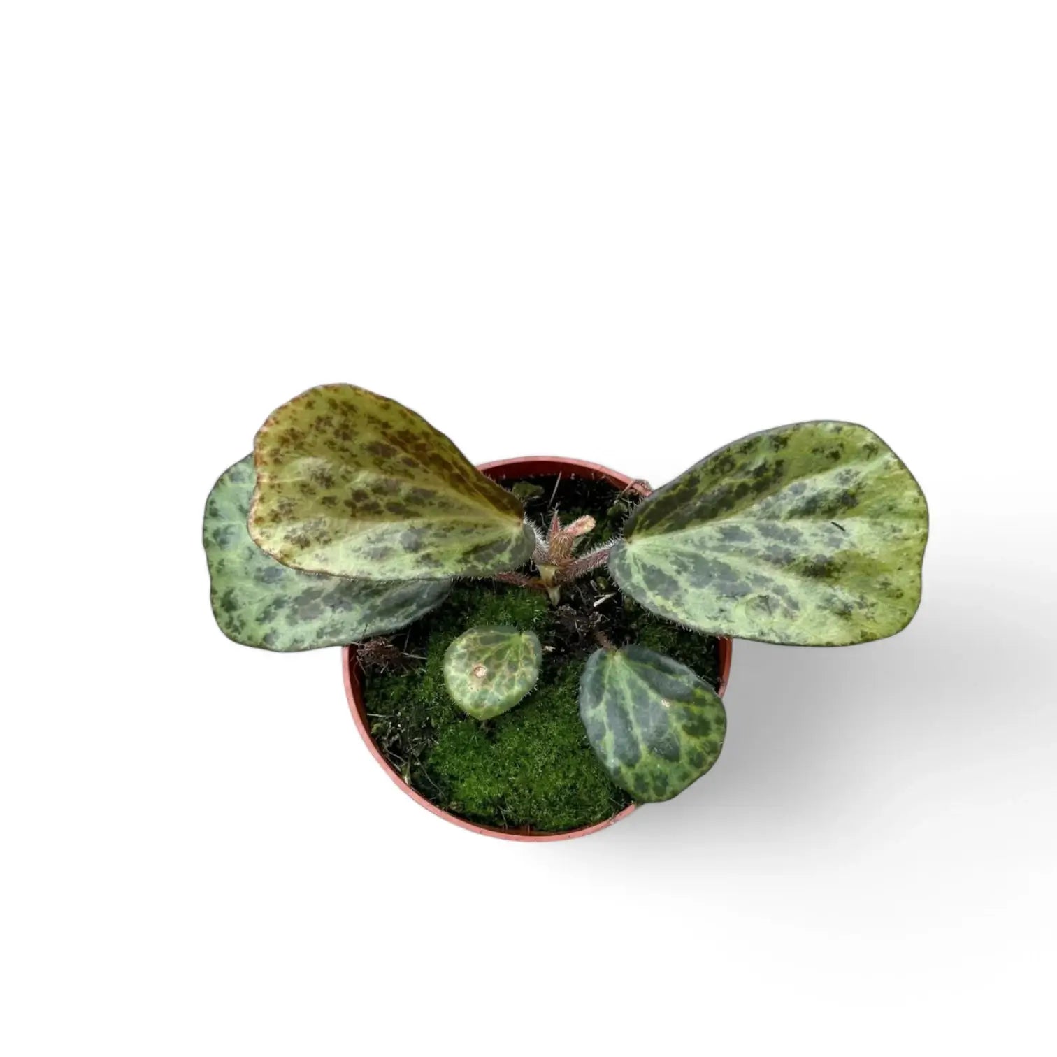 Begonia blancii (mottled form) Zimmerpflanze im Anzuchttopf vor weißem Hintergrund, Produktfoto 3.