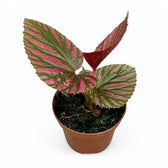 Begonia brevirimosa subsp. exotica Zimmerpflanze im Anzuchttopf vor weißem Hintergrund, Produktfoto 3.