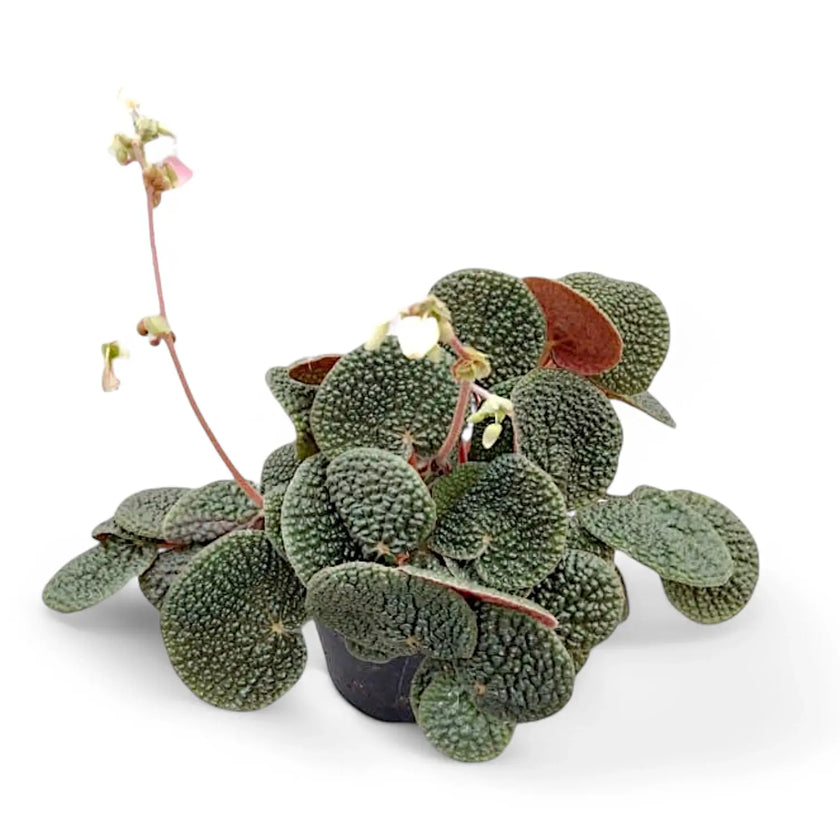 Begonia bullatifolia potted houseplant in nursery pot on white background, product photo 2.