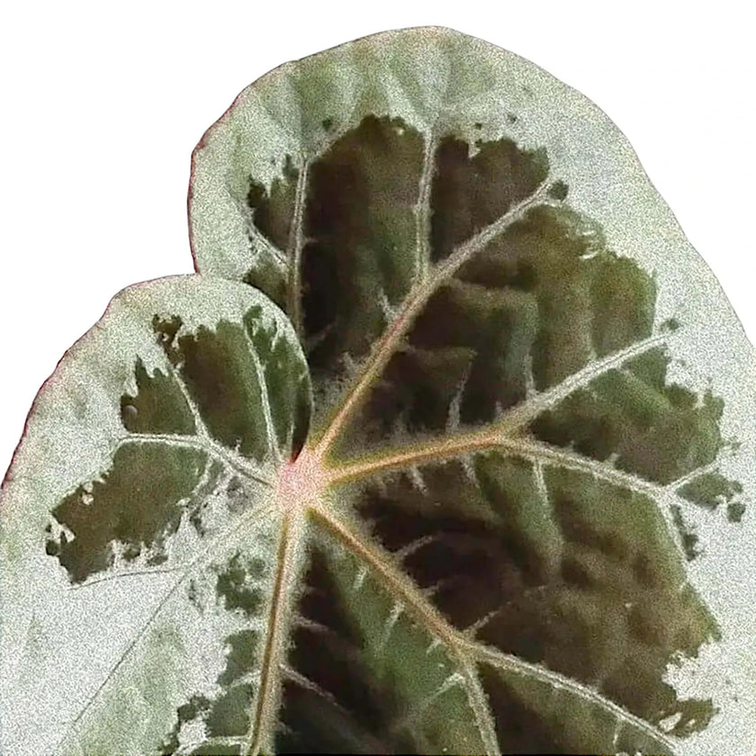 Begonia burkillii 'Silver Edge' leaf close-up on white background.