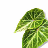 Begonia chingipengii leaf close-up on white background.