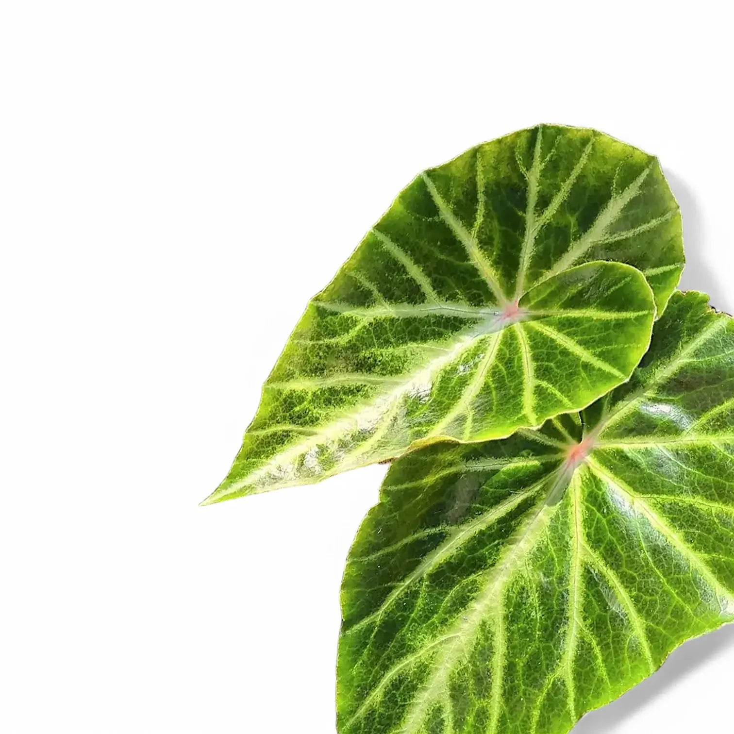 Begonia chingipengii leaf close-up on white background.
