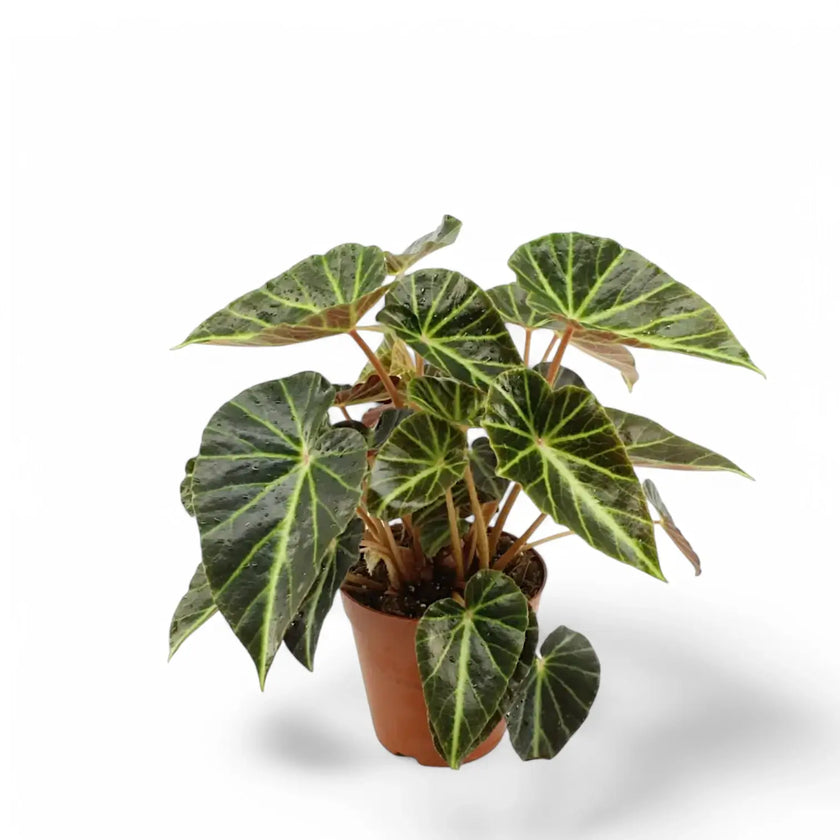 Begonia chingipengii potted houseplant in nursery pot on white background, product photo 2.