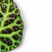 Begonia dracopelta – Blattdetail vor weißem Hintergrund..