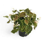 Begonia dracopelta Zimmerpflanze im Anzuchttopf vor weißem Hintergrund, Produktfoto 3.