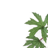 Begonia gardneri leaf close-up on white background.