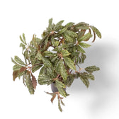 Begonia hemsleyana 'Silver Dots' Zimmerpflanze im Anzuchttopf vor weißem Hintergrund, Produktfoto 2.