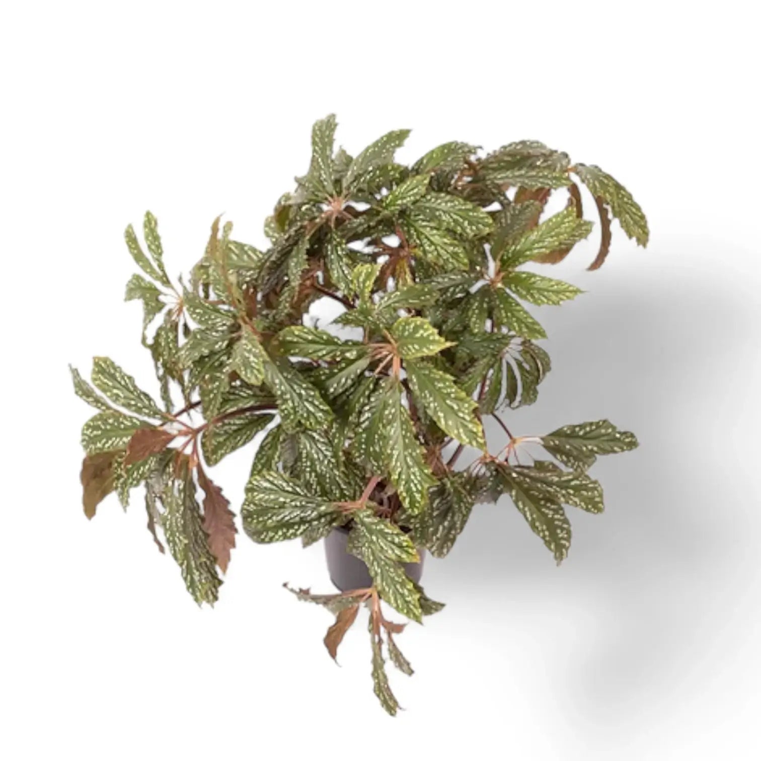 Begonia hemsleyana 'Silver Dots' Zimmerpflanze im Anzuchttopf vor weißem Hintergrund, Produktfoto 2.