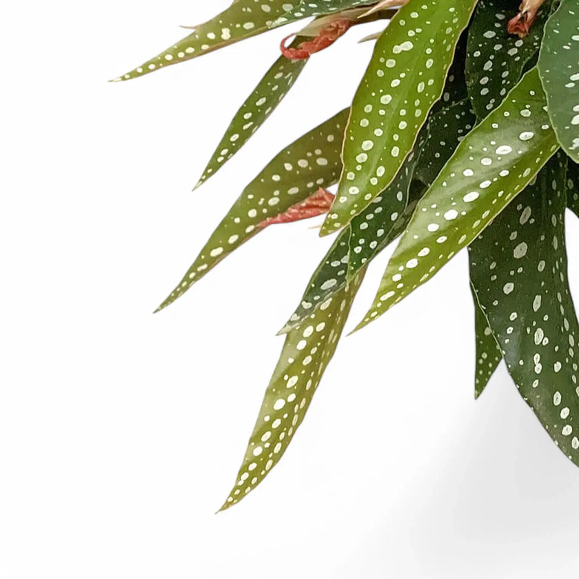 Begonia maculata ‘Tamaya’ leaf close-up on white background.