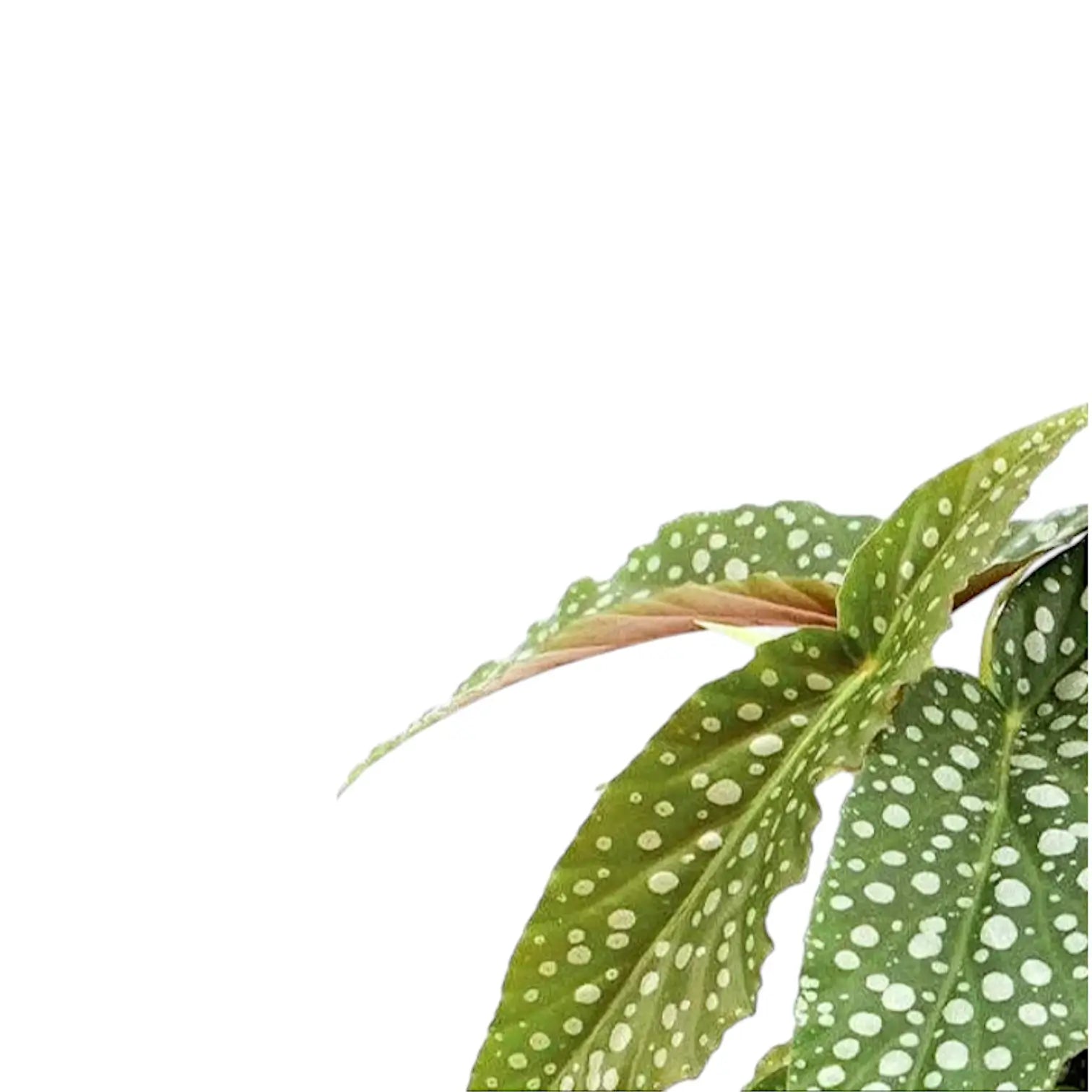 Begonia maculata 'White Ice' aka 'Cane Hotspot' – Blattdetail vor weißem Hintergrund..