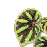 Begonia masoniana 'Iron Cross' – Blattdetail vor weißem Hintergrund..