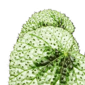 Begonia masoniana 'Tricolor' – Blattdetail vor weißem Hintergrund..