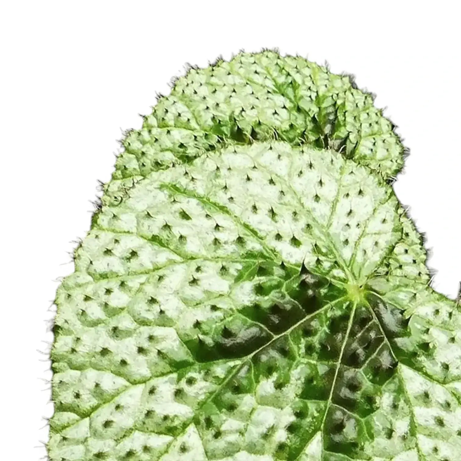 Begonia masoniana 'Tricolor' – Blattdetail vor weißem Hintergrund..