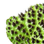 Begonia melanobullata leaf close-up on white background.