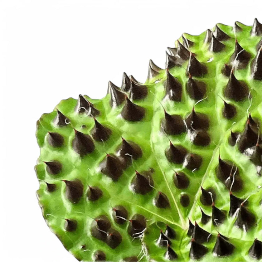 Begonia melanobullata leaf close-up on white background.