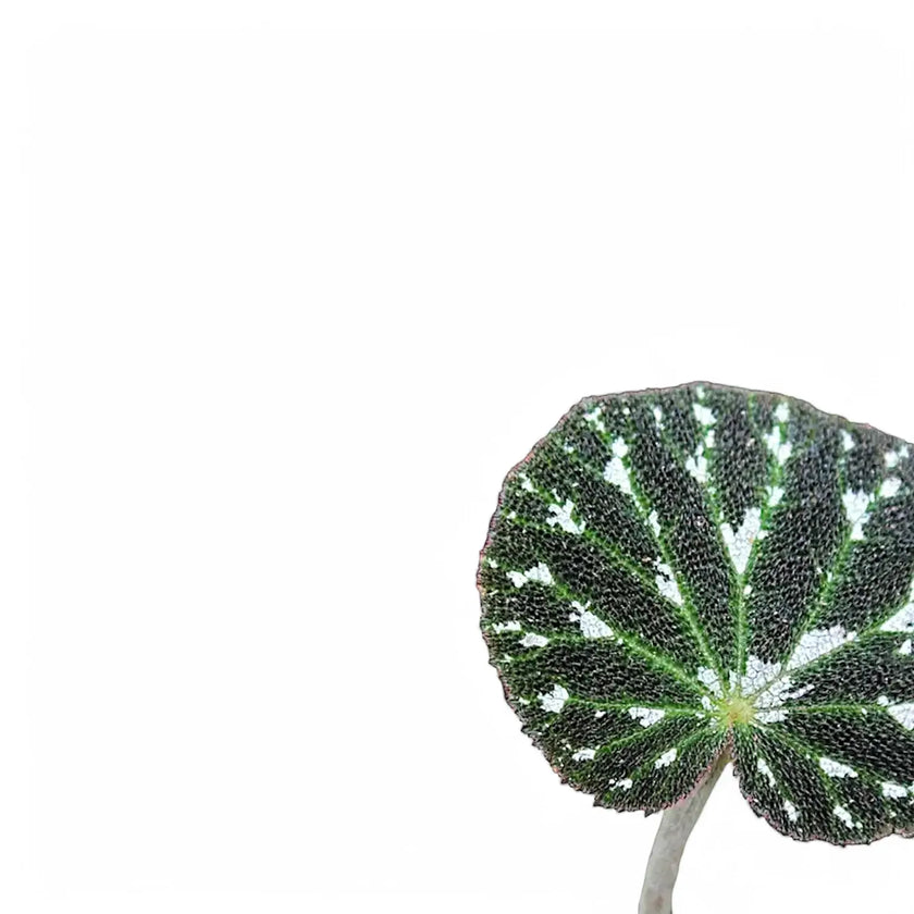 Begonia pustulata leaf close-up on white background.