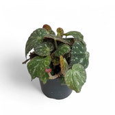Begonia pustulata potted houseplant in nursery pot on white background, product photo 2.