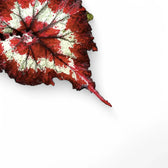 Begonia rex 'Balboa' – Blattdetail vor weißem Hintergrund..