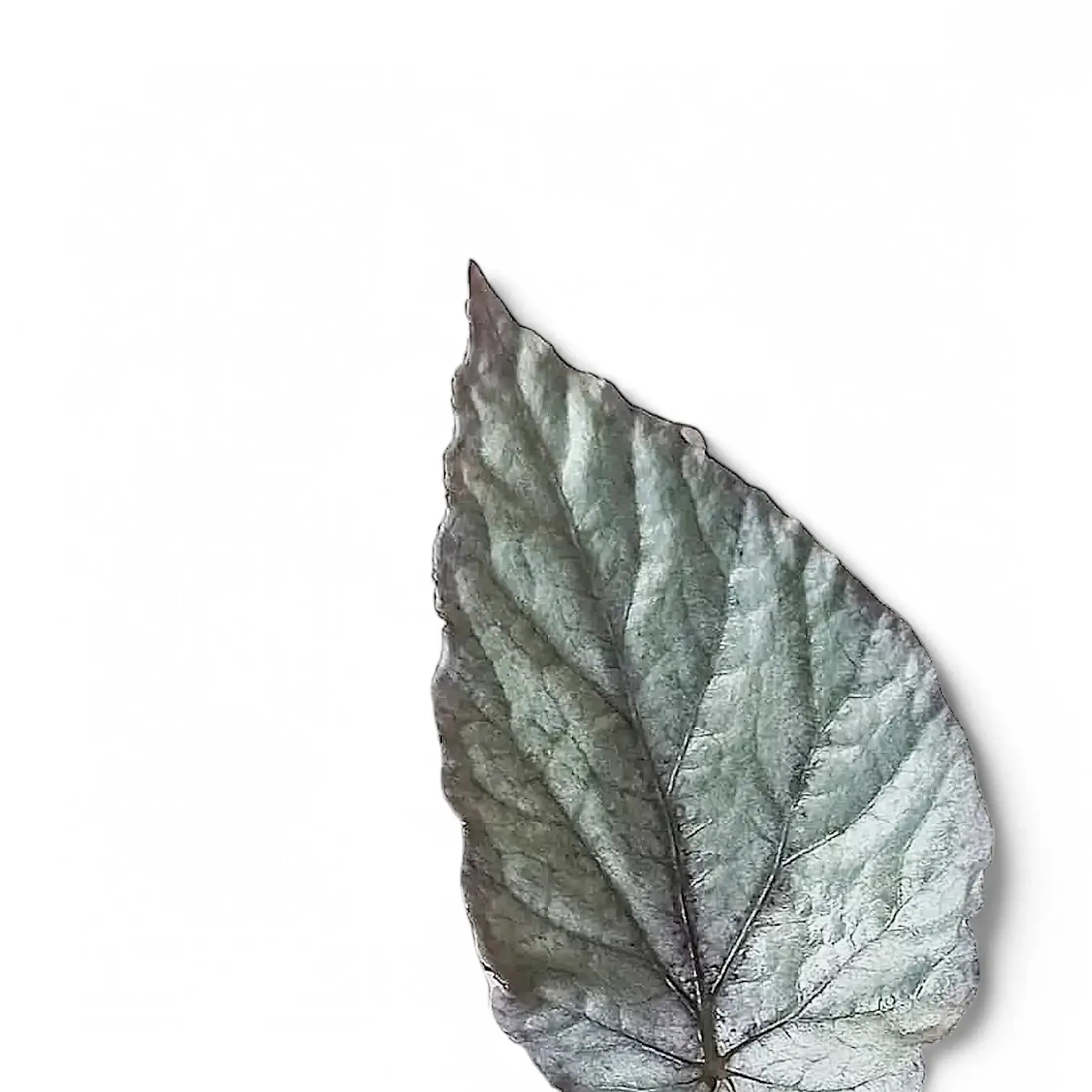 Begonia rex 'Bolero' – Blattdetail vor weißem Hintergrund..