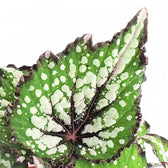Begonia rex 'Bostella' – Blattdetail vor weißem Hintergrund..