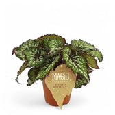 Begonia rex 'Bostella' Zimmerpflanze im Anzuchttopf vor weißem Hintergrund, Produktfoto 2.