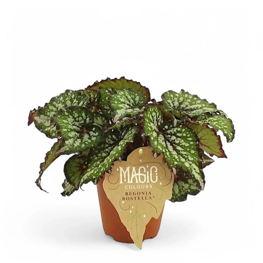 Begonia rex 'Bostella' potted houseplant in nursery pot on white background, product photo 2.