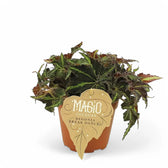 Begonia rex 'Breakdance' Zimmerpflanze im Anzuchttopf vor weißem Hintergrund, Produktfoto 2.