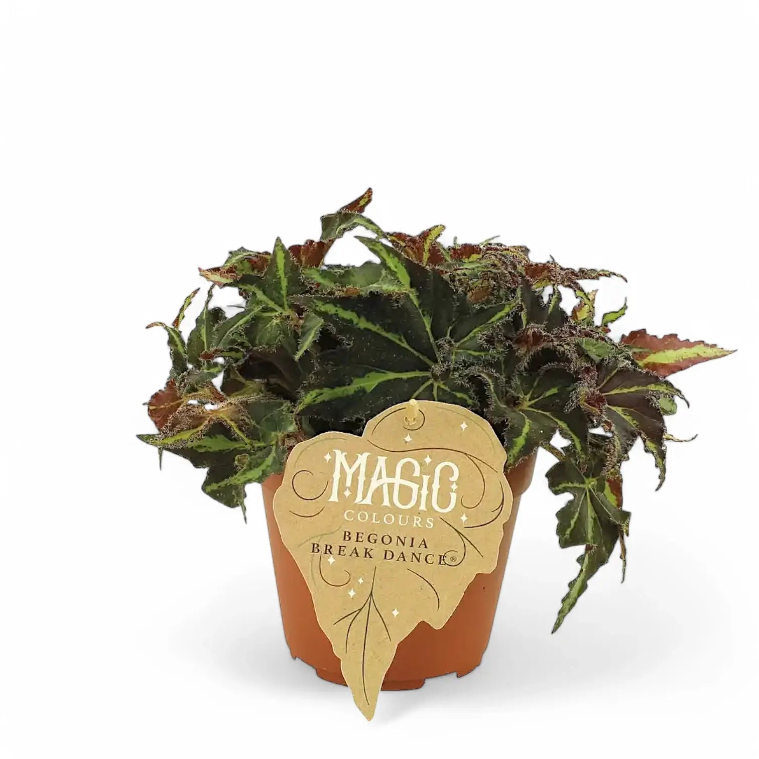 Begonia rex 'Breakdance' Zimmerpflanze im Anzuchttopf vor weißem Hintergrund, Produktfoto 2.