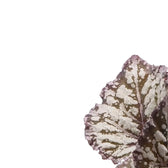 Begonia rex 'Dew Drop' – Blattdetail vor weißem Hintergrund..