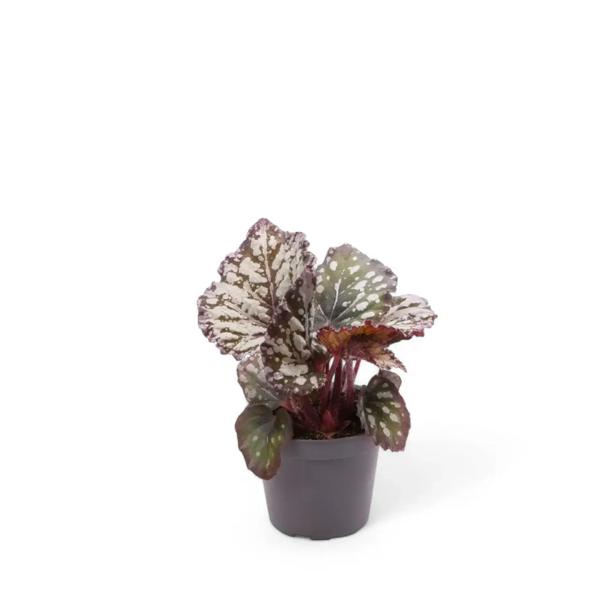 Begonia rex 'Dew Drop' potted houseplant in nursery pot on white background, product photo 2.