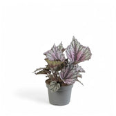 Begonia rex 'Dew Drop' Zimmerpflanze im Anzuchttopf vor weißem Hintergrund, Produktfoto 3.