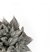 Begonia rex 'Jolly Silver' leaf close-up on white background.