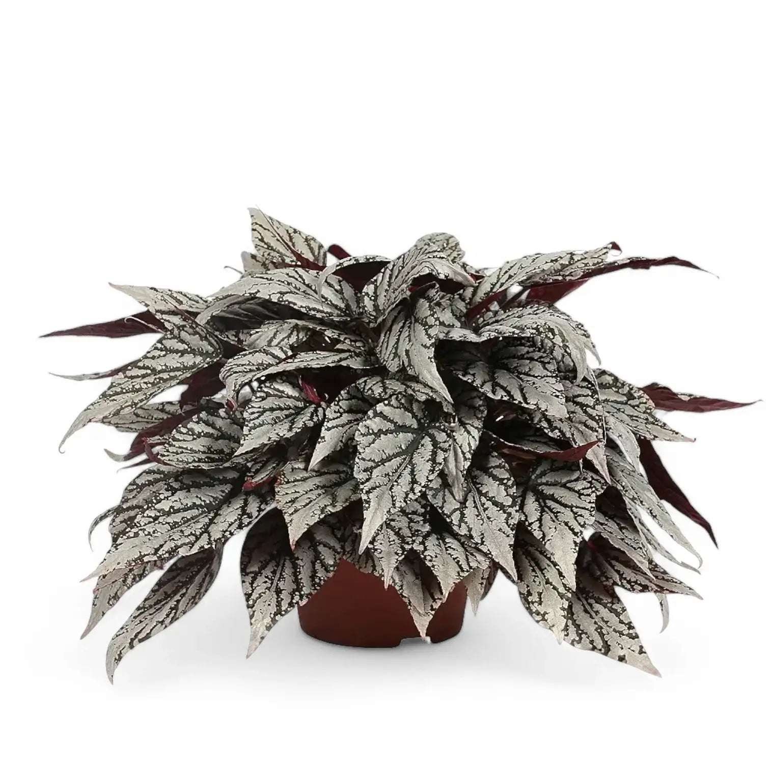 Begonia rex 'Jolly Silver' potted houseplant in nursery pot on white background, product photo 2.