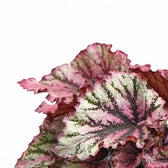 Begonia rex 'Lambada' leaf close-up on white background.