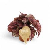 Begonia rex 'Lambada' potted houseplant in nursery pot on white background, product photo 3.