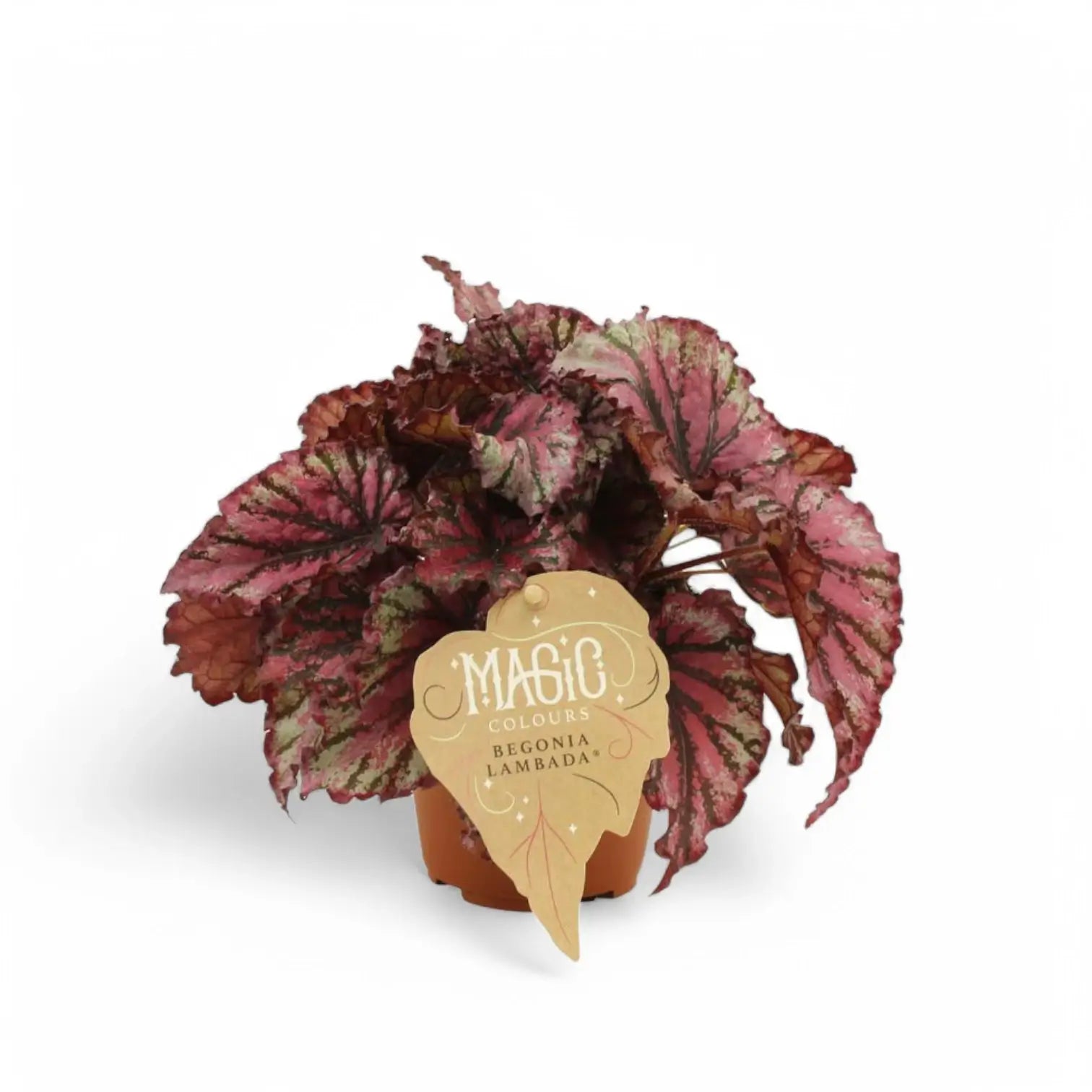 Begonia rex 'Lambada' potted houseplant in nursery pot on white background, product photo 3.