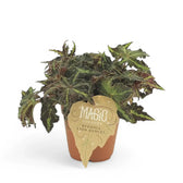 Begonia rex 'Lion Dance' potted houseplant in nursery pot on white background, product photo 2.