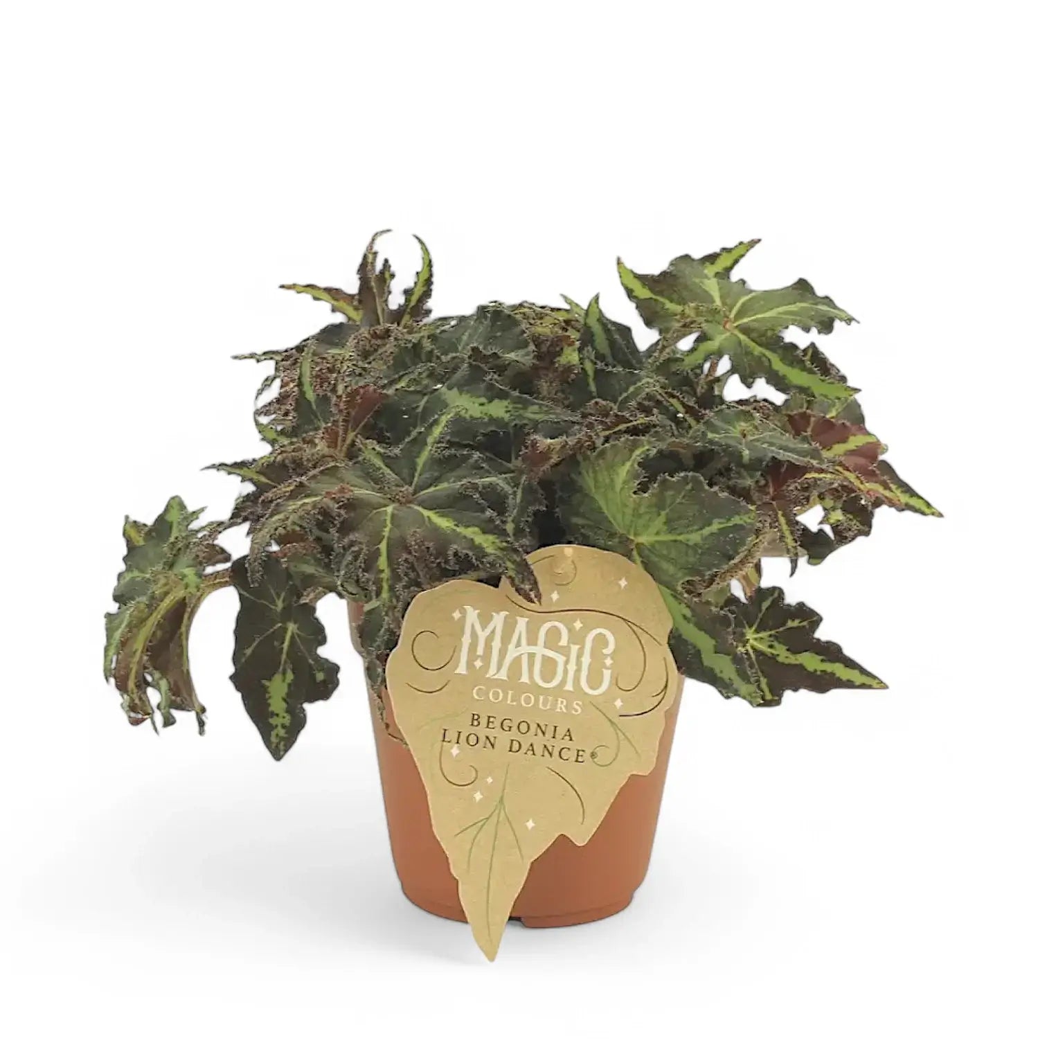 Begonia rex 'Lion Dance' potted houseplant in nursery pot on white background, product photo 2.