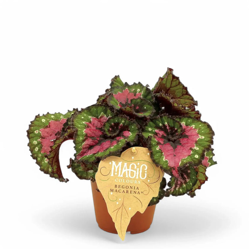 Begonia rex 'Macarena' potted houseplant in nursery pot on white background, product photo 2.