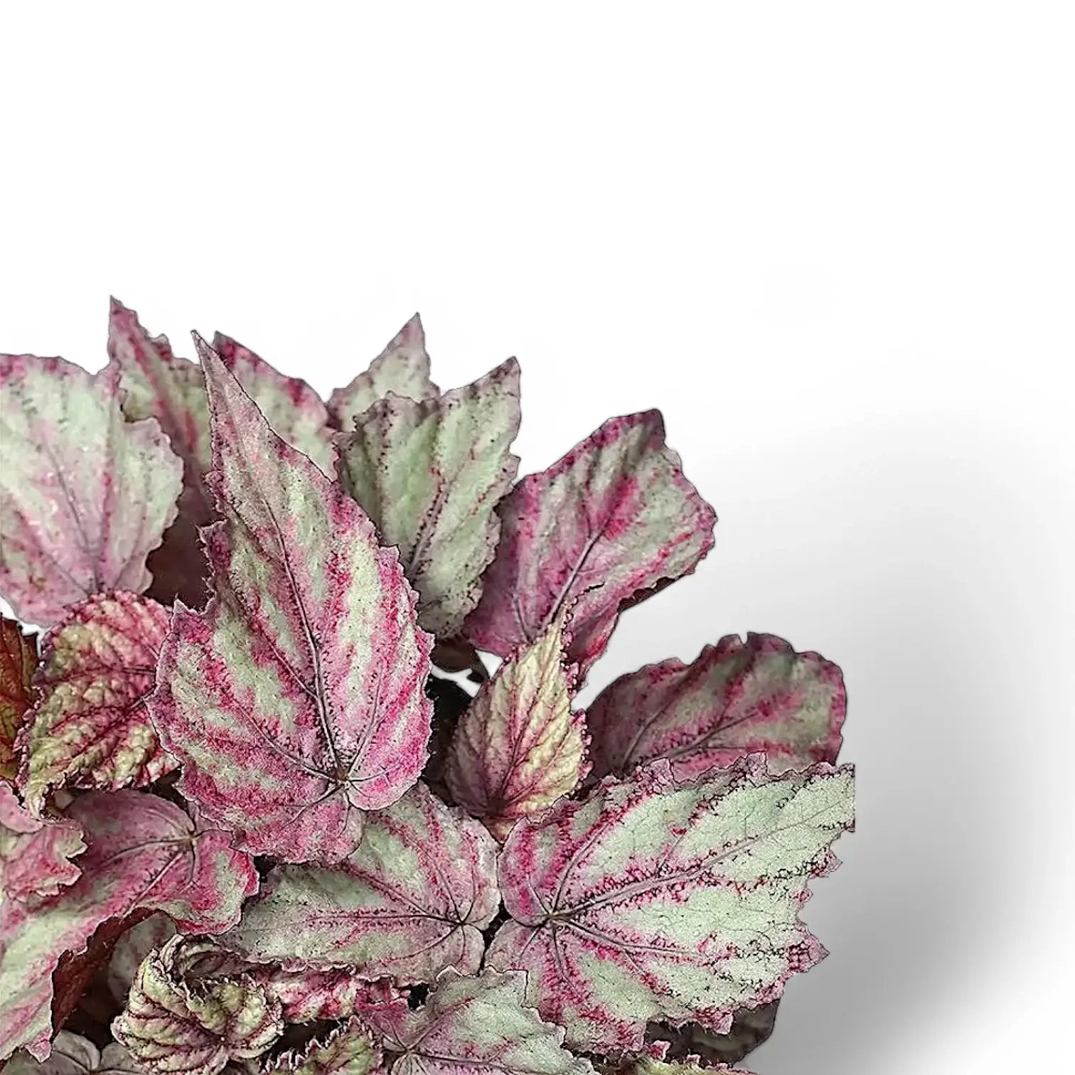 Begonia rex 'Merenque' leaf close-up on white background.