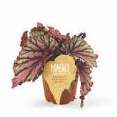 Begonia rex 'Merenque' potted houseplant in nursery pot on white background, product photo 2.