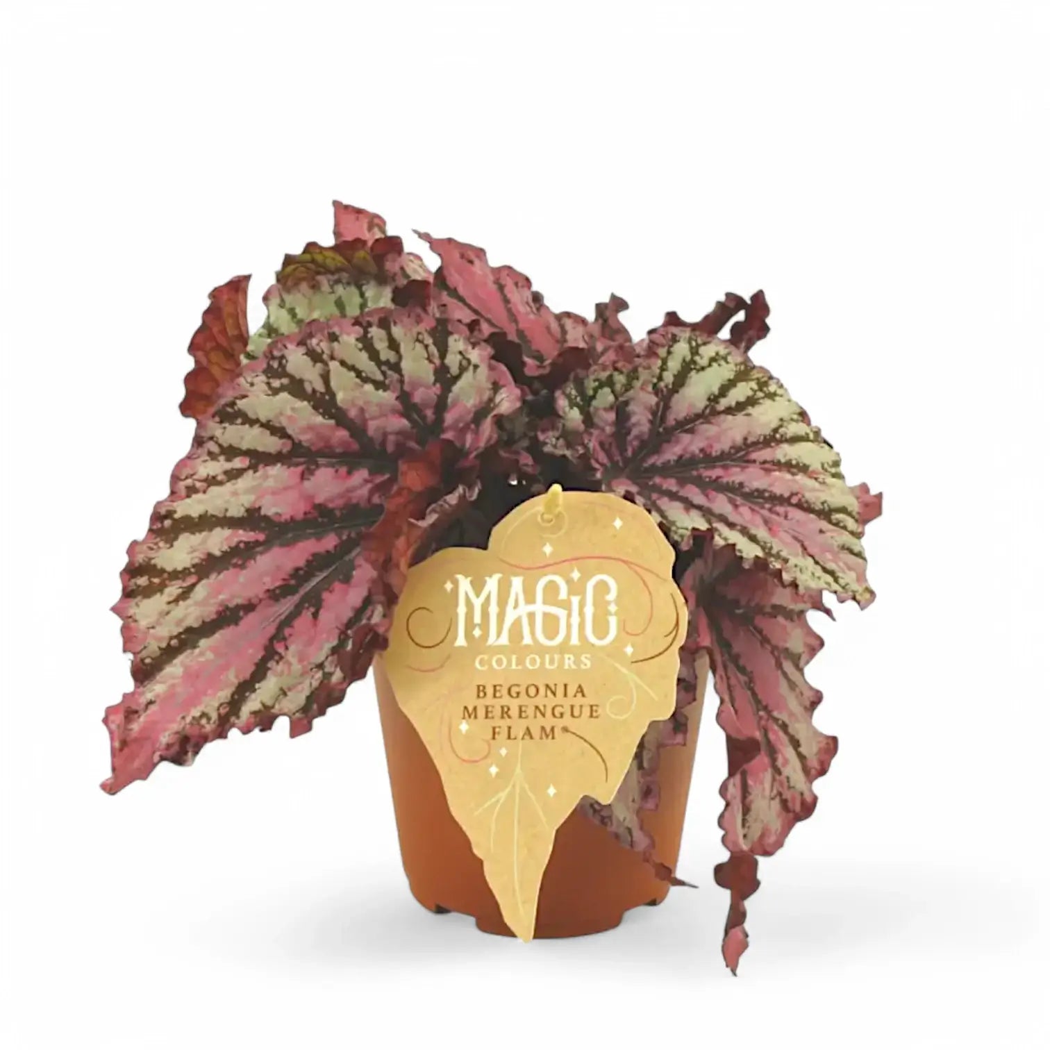 Begonia rex 'Merenque' potted houseplant in nursery pot on white background, product photo 2.