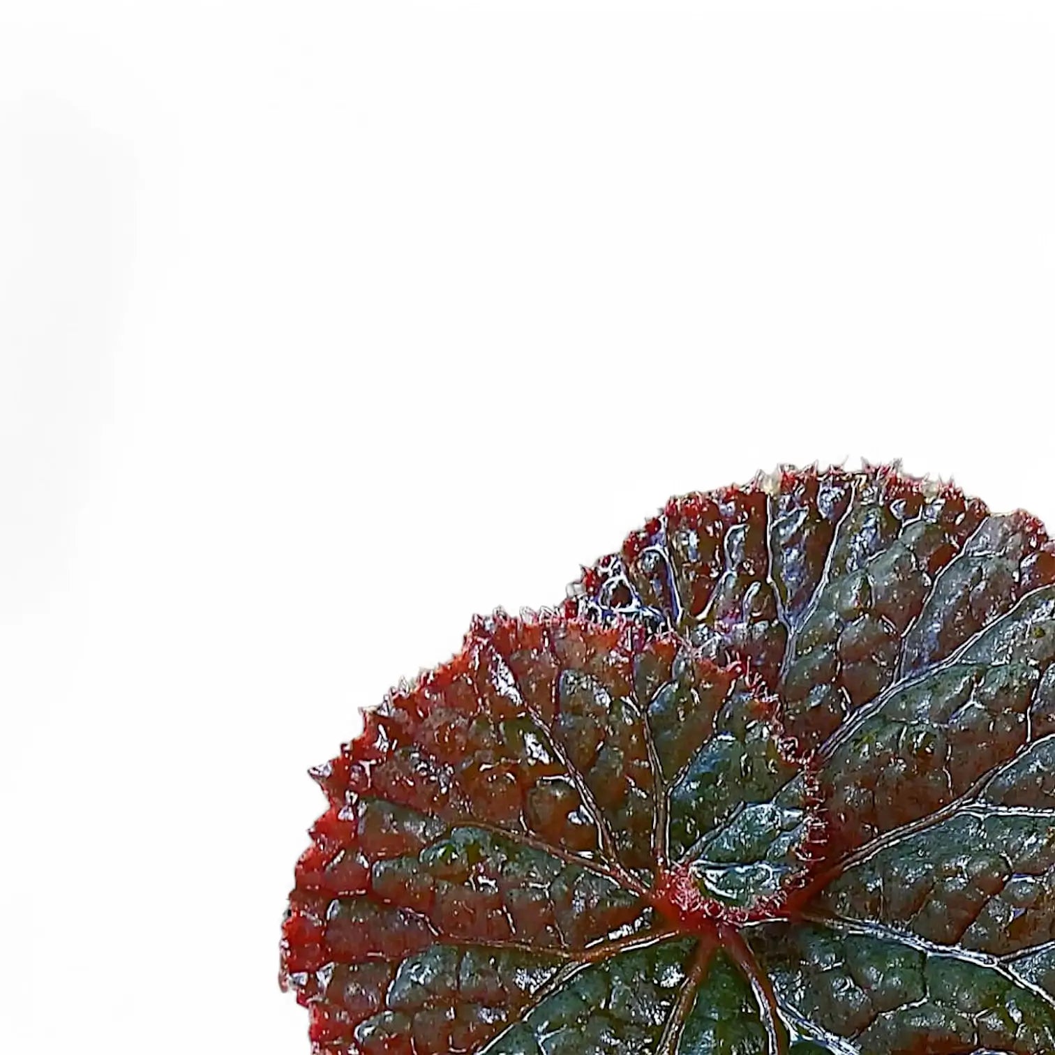Begonia rex 'Midnight Magic' leaf close-up on white background.