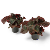 Begonia rex 'Midnight Magic' potted houseplant in nursery pot on white background, product photo 2.