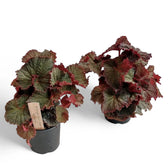 Begonia rex 'Midnight Magic' potted houseplant in nursery pot on white background, product photo 3.