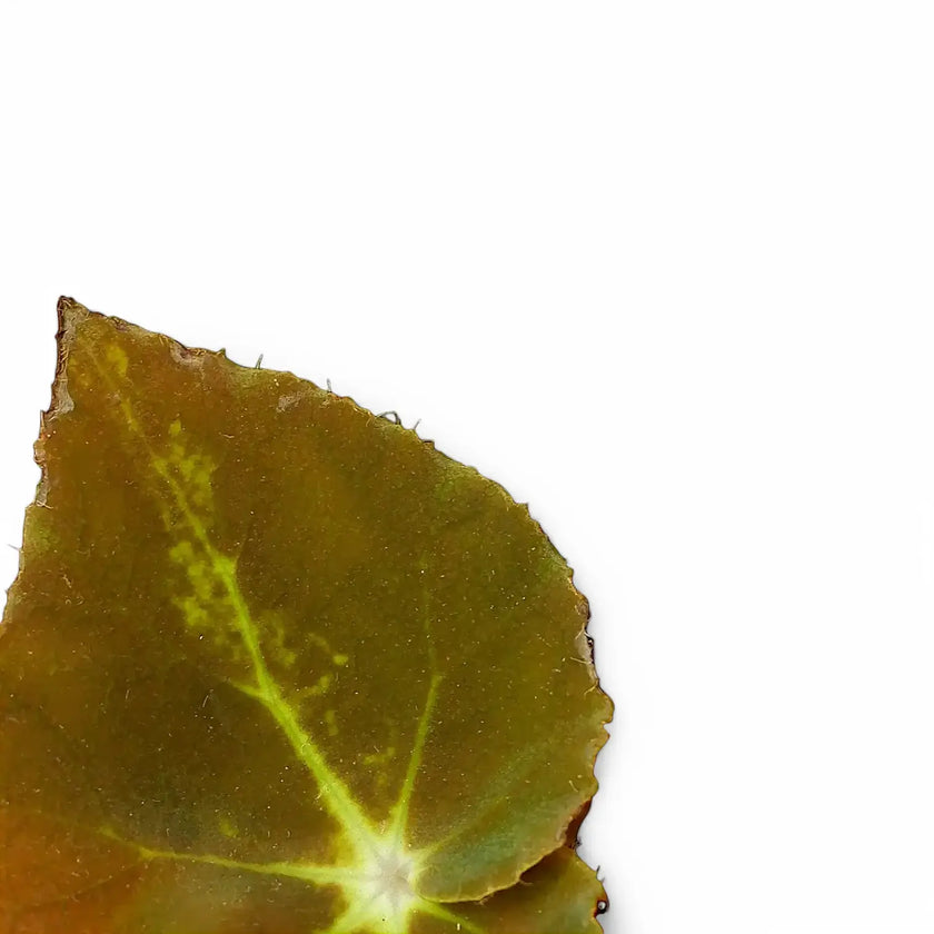 Begonia rex 'Montuno' leaf close-up on white background.