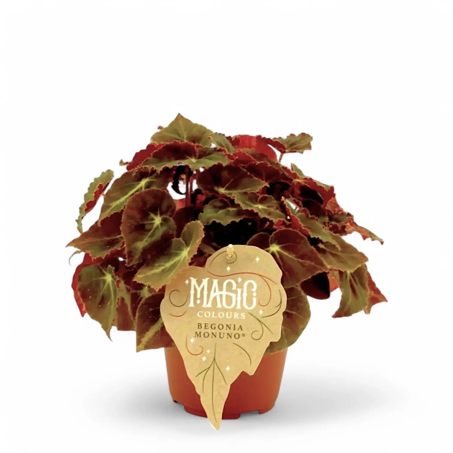 Begonia rex 'Montuno' potted houseplant in nursery pot on white background, product photo 2.